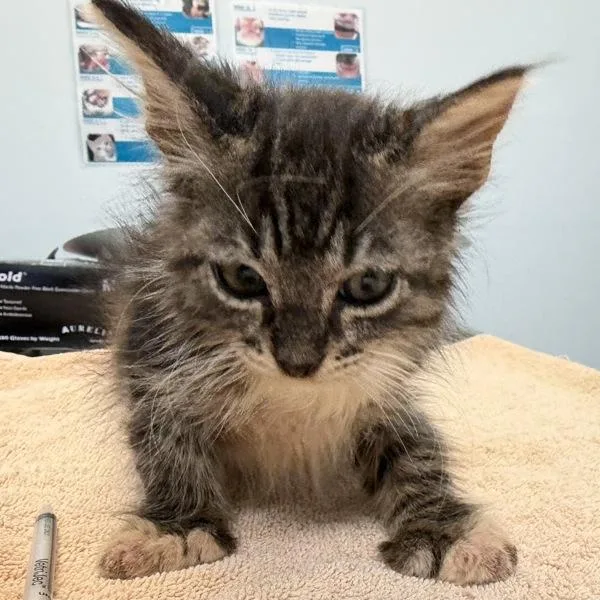 A baby small-sized male Domestic Long Hair cat named Frothy for adoption in Escondido, CA