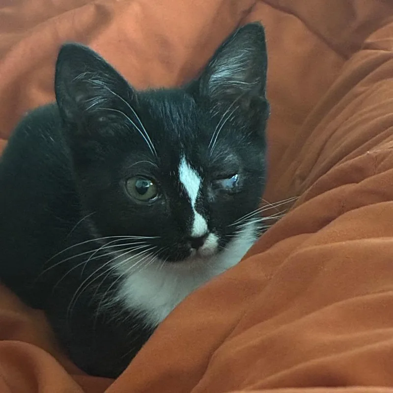A baby small-sized female Black Domestic Short Hair cat named Ozzy for adoption in West Palm Beach, FL