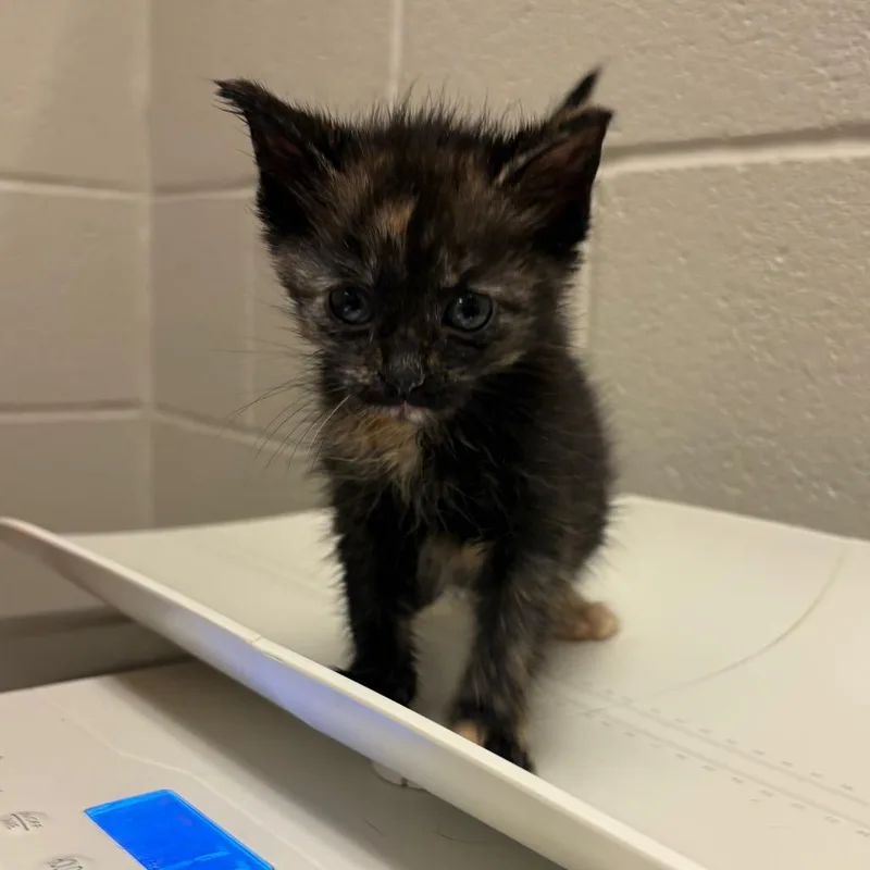 A baby small-sized female Black Domestic Short Hair cat named Miley for adoption in Bristol, IN