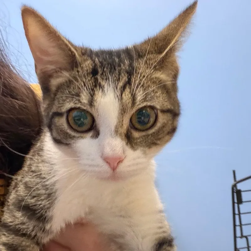 A baby small-sized female Brown / Chocolate Domestic Short Hair cat named Thumbalina for adoption in Wilmington, DE
