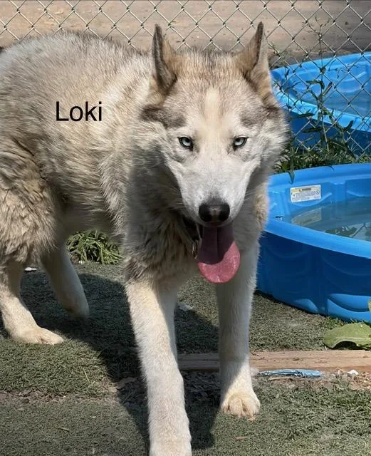 Loki thumbnail 3