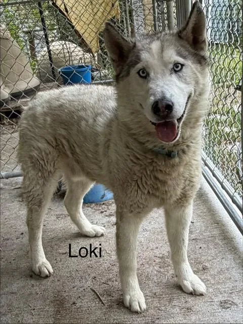 Loki thumbnail 5