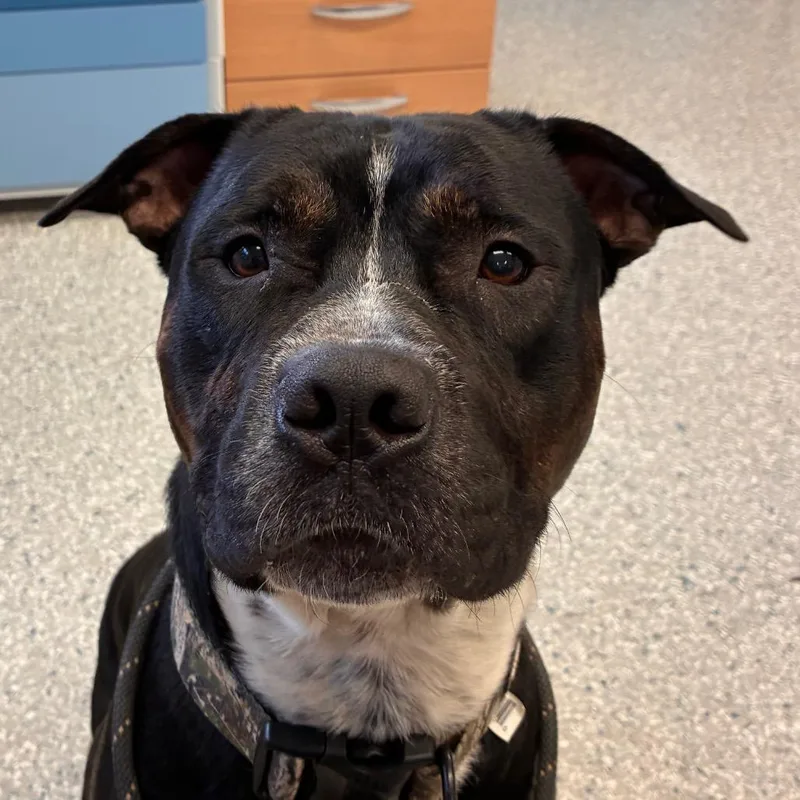 An adult small-sized male Pit Bull Terrier dog named Quagmire for adoption in Manhattan, KS