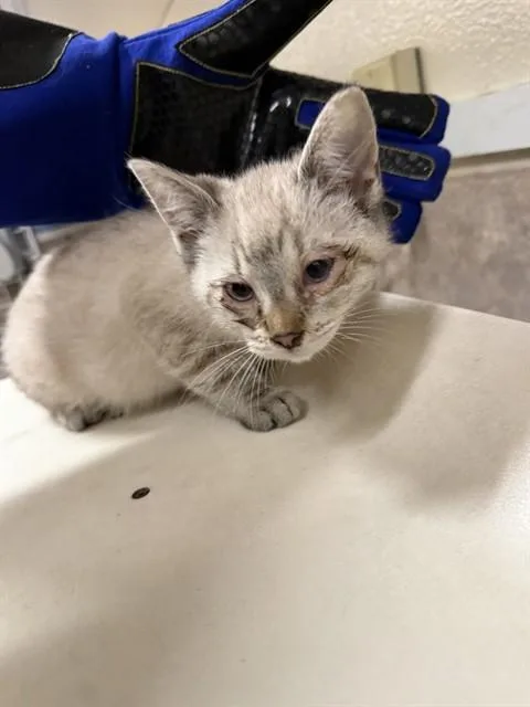 A baby small-sized male Domestic Short Hair cat named Maggie for adoption in Santa Maria, CA
