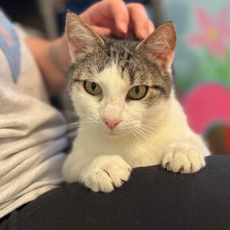 An adult medium-sized female Brown / Chocolate Domestic Short Hair cat named Raindrop for adoption in Hendersonville, NC