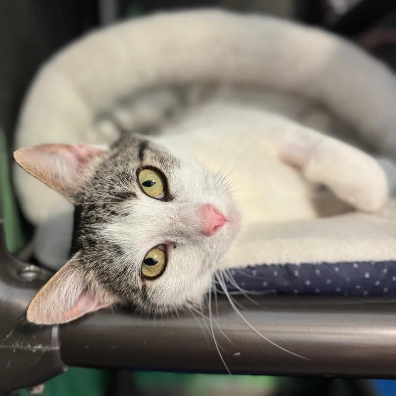 Raindrop thumbnail 2