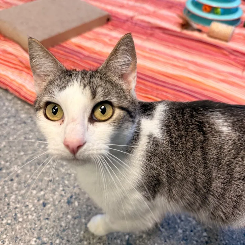 Raindrop thumbnail 4