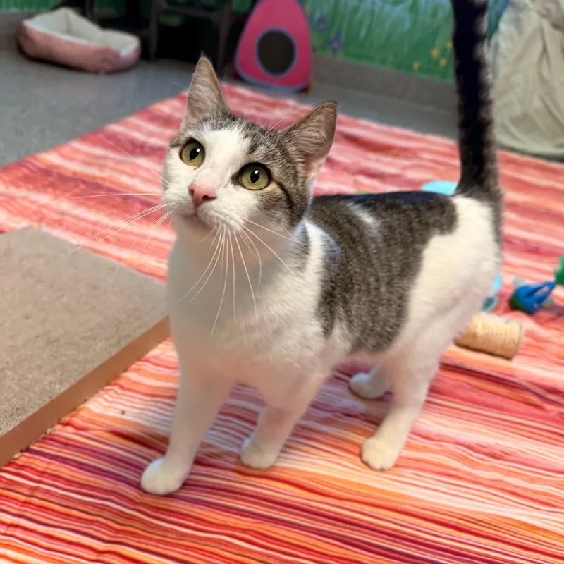 Raindrop thumbnail 5