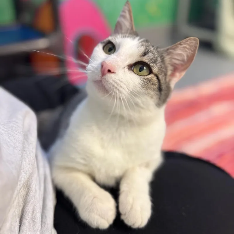 Raindrop thumbnail 6