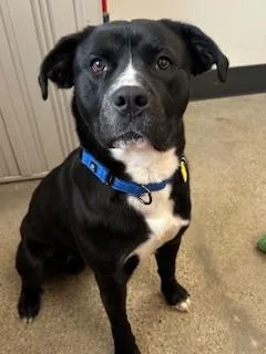 A young medium-sized male Black Labrador Retriever dog named Randall for adoption in Cleveland, OH