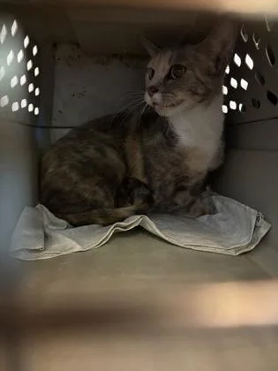 An adult medium-sized female Domestic Short Hair cat named Trixie for adoption in Fallston, MD