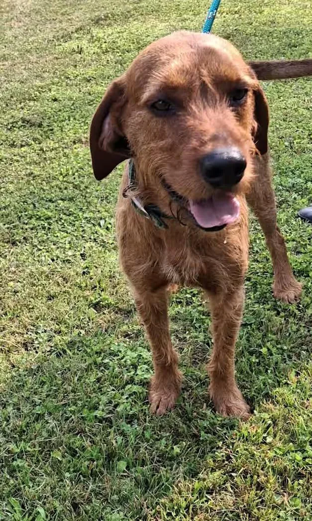 An adult large-sized male Red / Chestnut / Orange Airedale Terrier dog named Slim Jim Sponsored for adoption in Monterey, VA