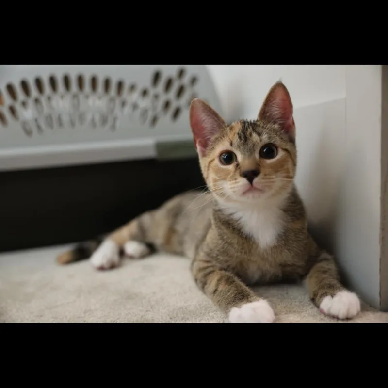 A young small-sized female Domestic Short Hair cat named Butterfinger for adoption in Union, MO