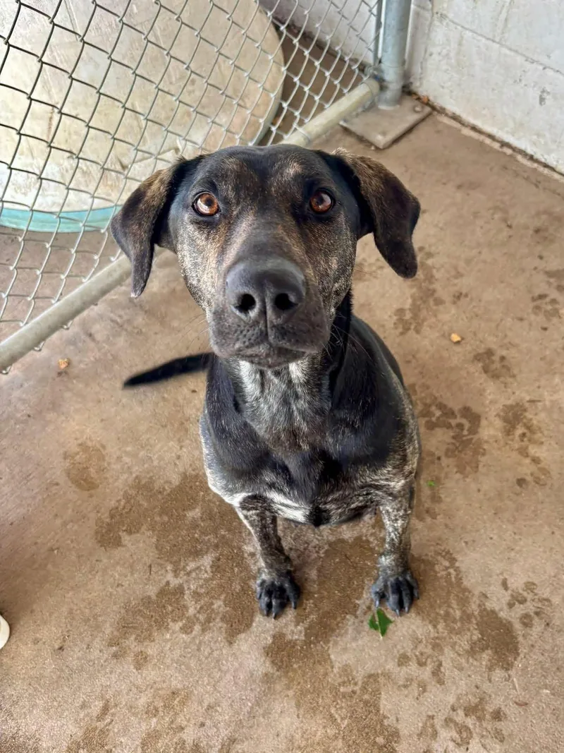 An adult medium-sized female Black Catahoula Leopard Dog dog named Juniper for adoption in Jamestown, ND