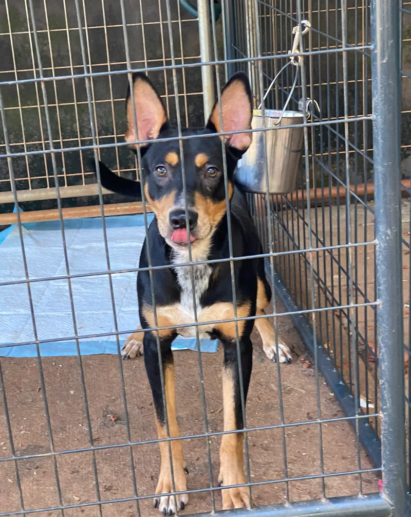 A young medium-sized male Australian Kelpie dog named Ajax for adoption in Newtown, CT