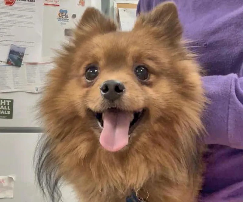 An adult small-sized male Golden Pomeranian dog named Milo for adoption in Euclid, OH