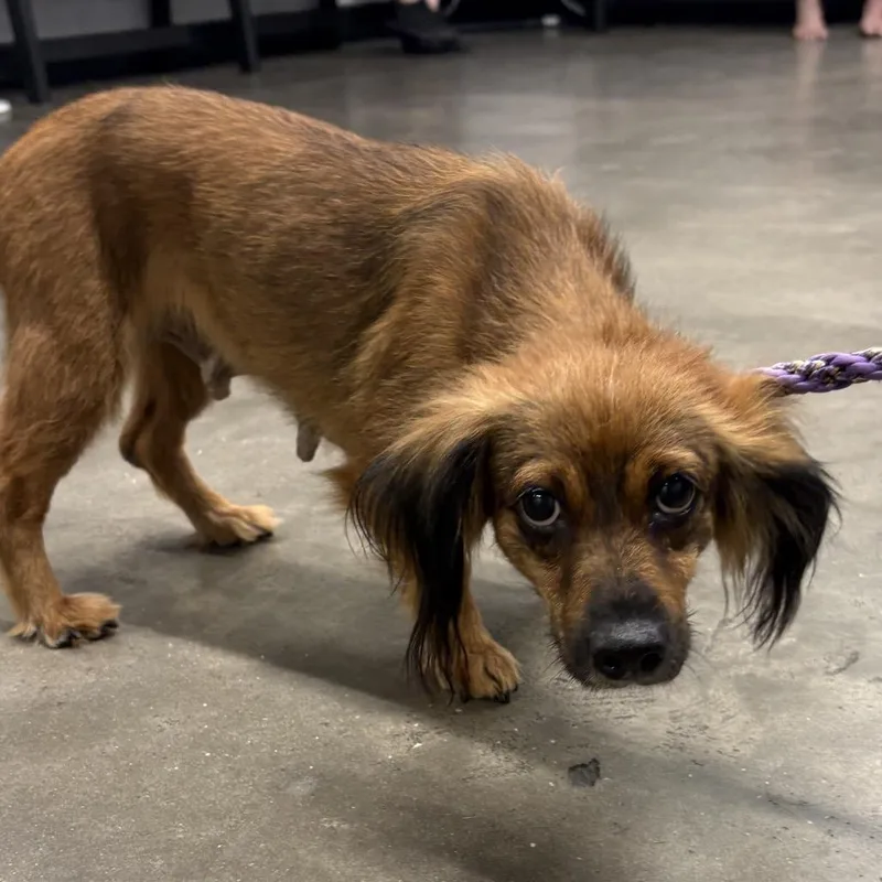 An adult small-sized female Brown / Chocolate Dachshund dog named Muffy for adoption in Tampa, FL