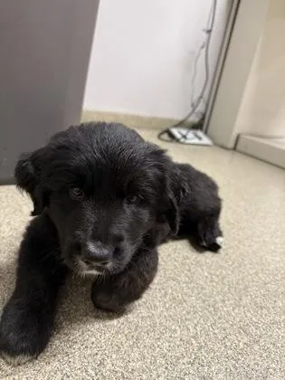 A baby small-sized male Golden Retriever dog named Rowen for adoption in Pequot Lakes, MN