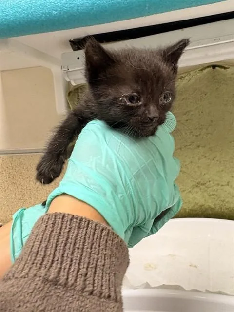A baby medium-sized male Domestic Short Hair cat named Salem for adoption in Riverside, CA