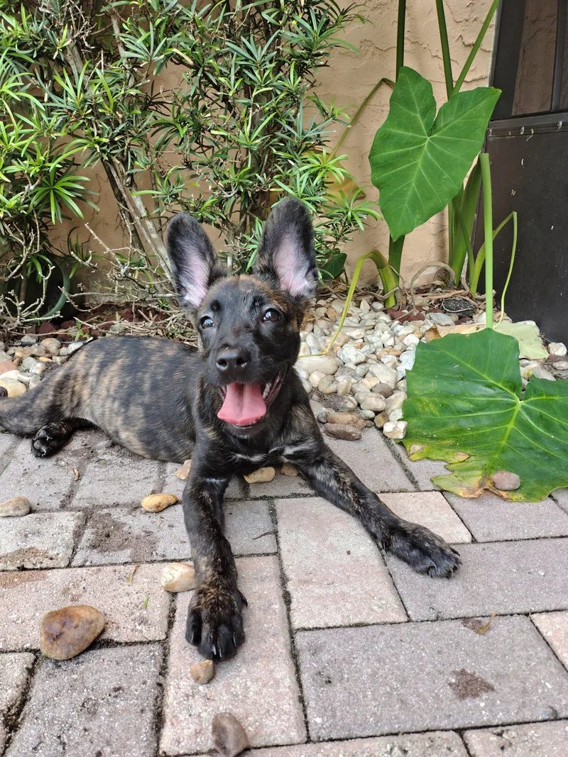 A baby small-sized female Belgian Shepherd / Malinois dog named Ruby for adoption in Fort Lauderdale, FL