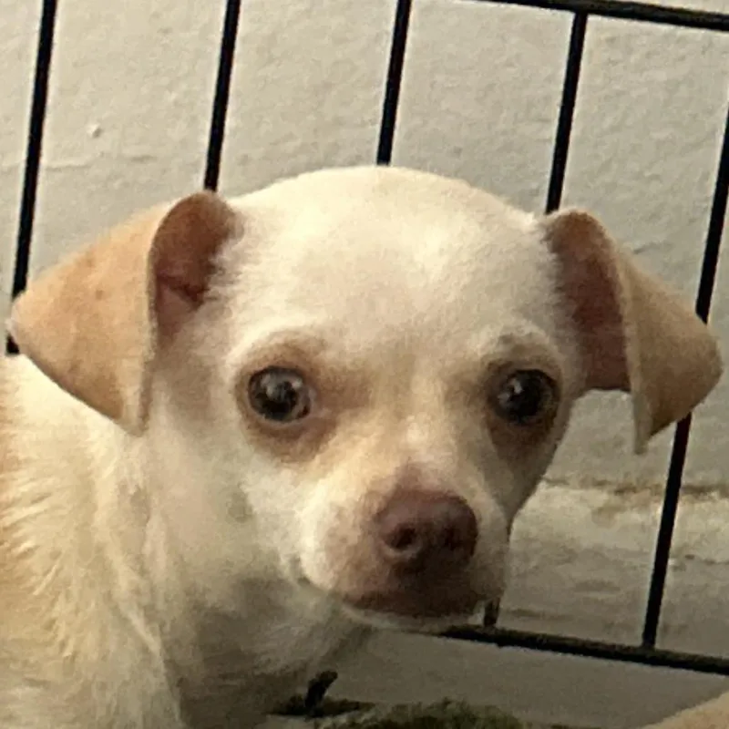 A young small-sized female Yellow / Tan / Blond / Fawn Mixed Breed dog named Honeydew for adoption in Leander, TX