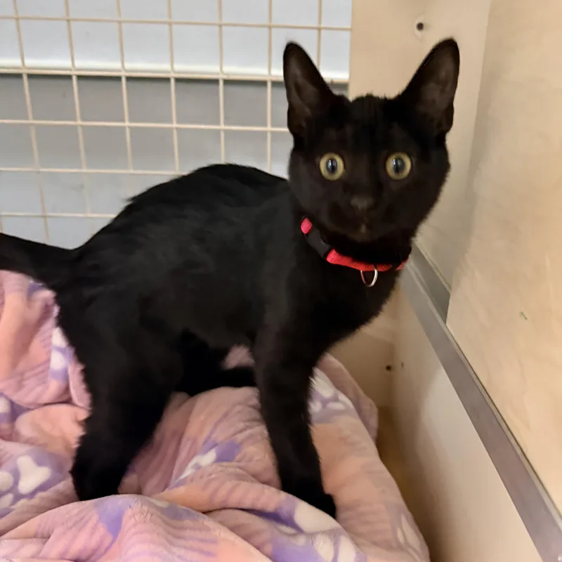 Salem Globe thumbnail 2