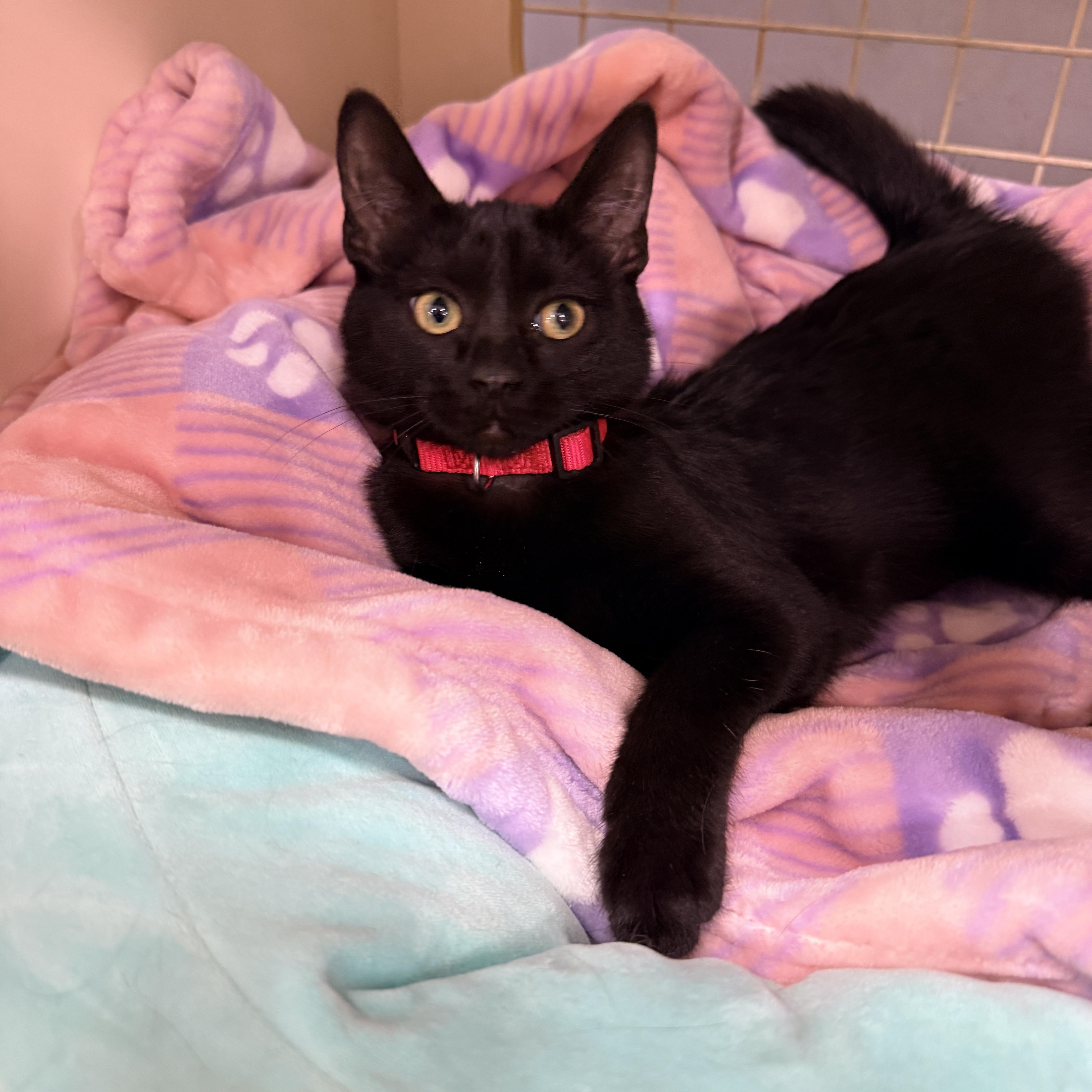 Salem Globe thumbnail 3