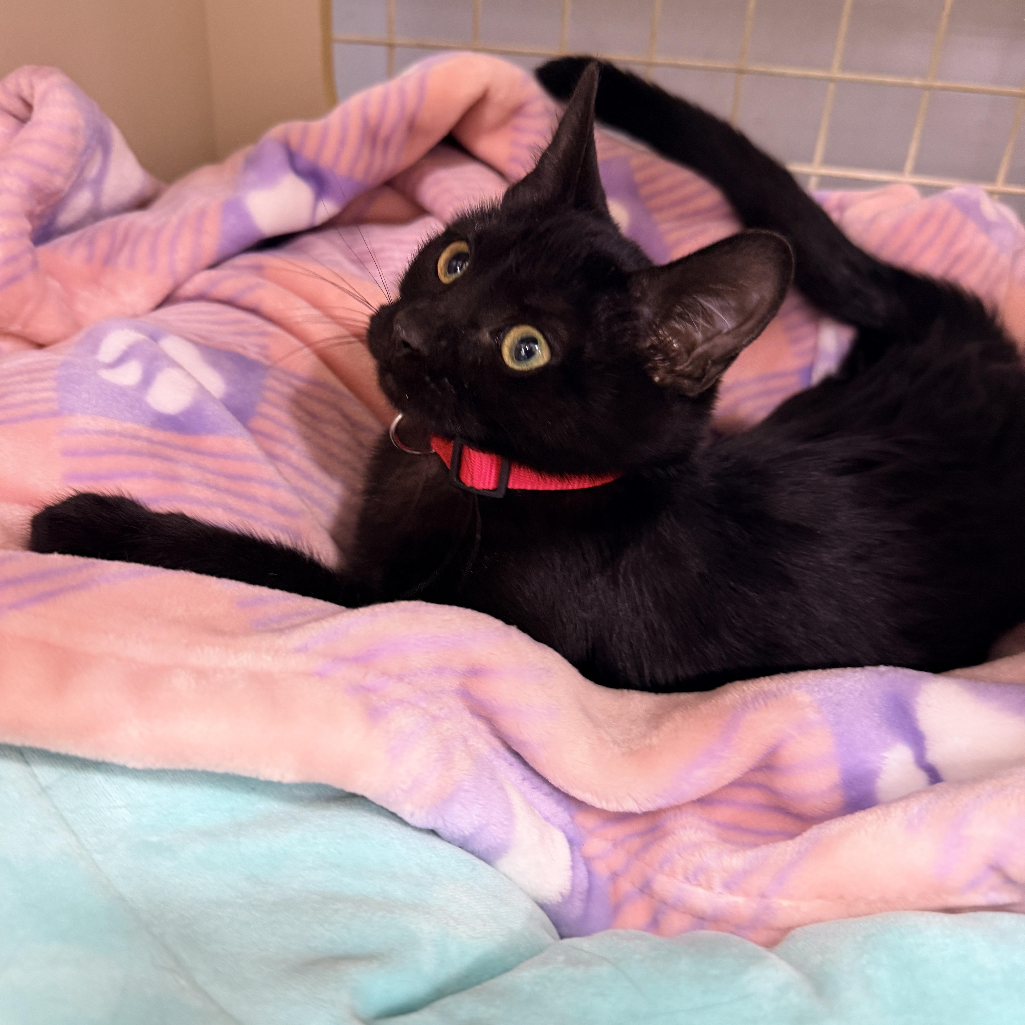 Salem Globe thumbnail 5