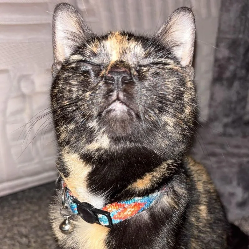 A young medium-sized female Tortoiseshell Domestic Short Hair cat named Bella for adoption in Belleville, IL