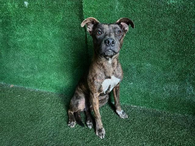 A young large-sized female Pit Bull Terrier dog named Kira for adoption in Lancaster, CA