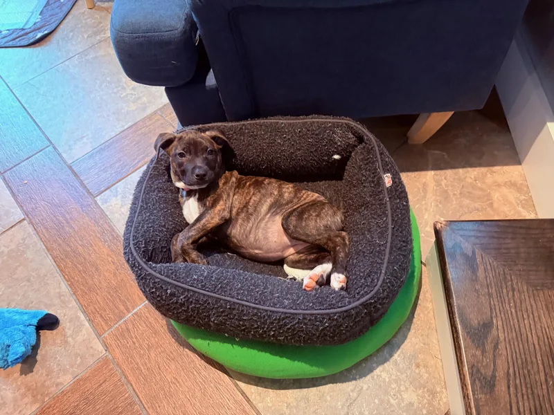 A baby medium-sized female Brindle Terrier dog named Roo for adoption in Plainfield, IL