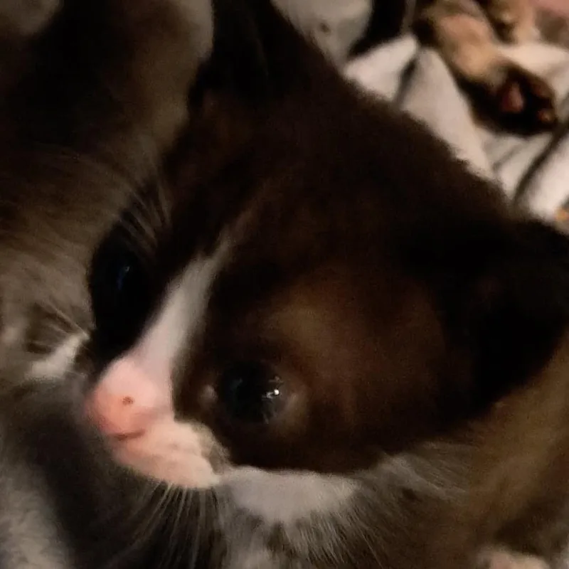 A baby small-sized male Black Domestic Short Hair cat named Tux for adoption in Green Forest, AR