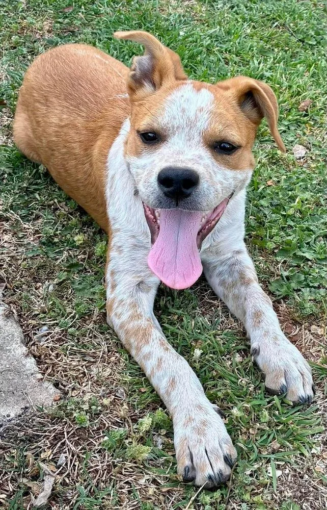 A baby medium-sized male Australian Cattle Dog / Blue Heeler dog named Fred for adoption in Shawnee, OK