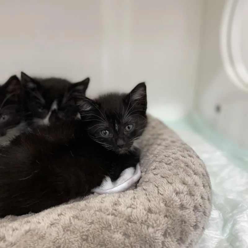 A baby small-sized male Black Domestic Short Hair cat named Widget for adoption in Elizabeth City, NC