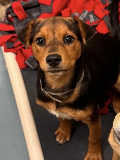 A baby small-sized female Australian Cattle Dog / Blue Heeler dog named Katrina for adoption in Houston, TX