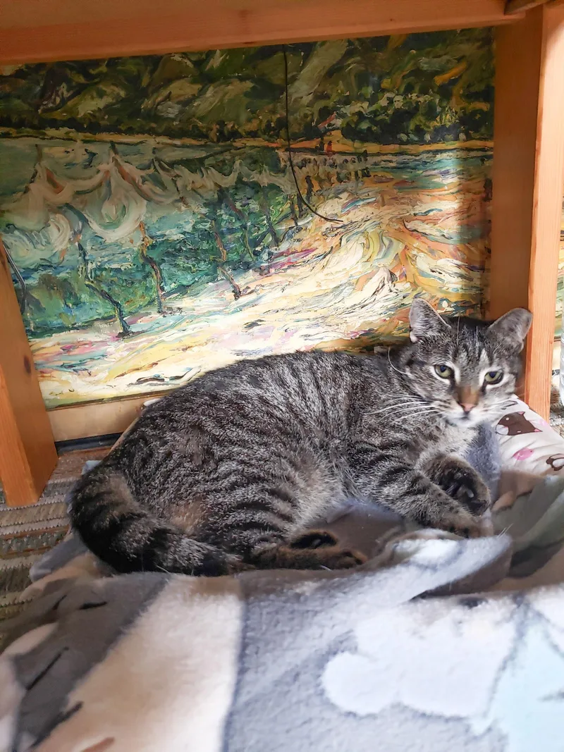 An adult medium-sized female Domestic Short Hair cat named Rosemary for adoption in Alexandria, VA