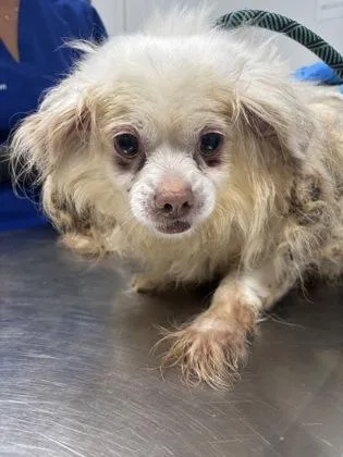 A senior small-sized female Cocker Spaniel dog named Muffin for adoption in Cumming, GA