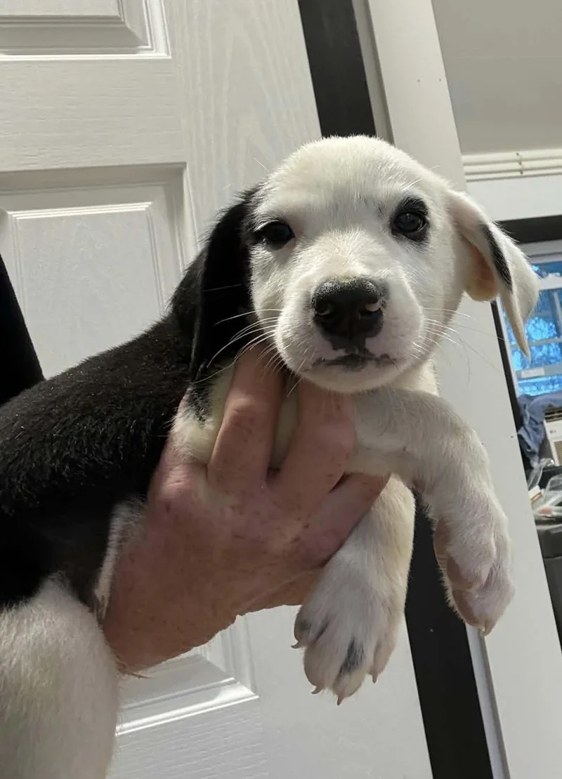 A baby small-sized male Border Collie dog named Neopolitan for adoption in Havertown, PA
