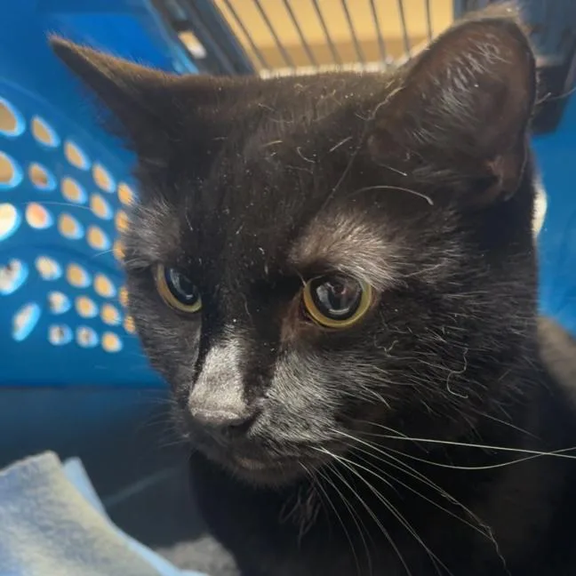 A senior small-sized male Black Domestic Short Hair cat named Toothless for adoption in Coralville, IA