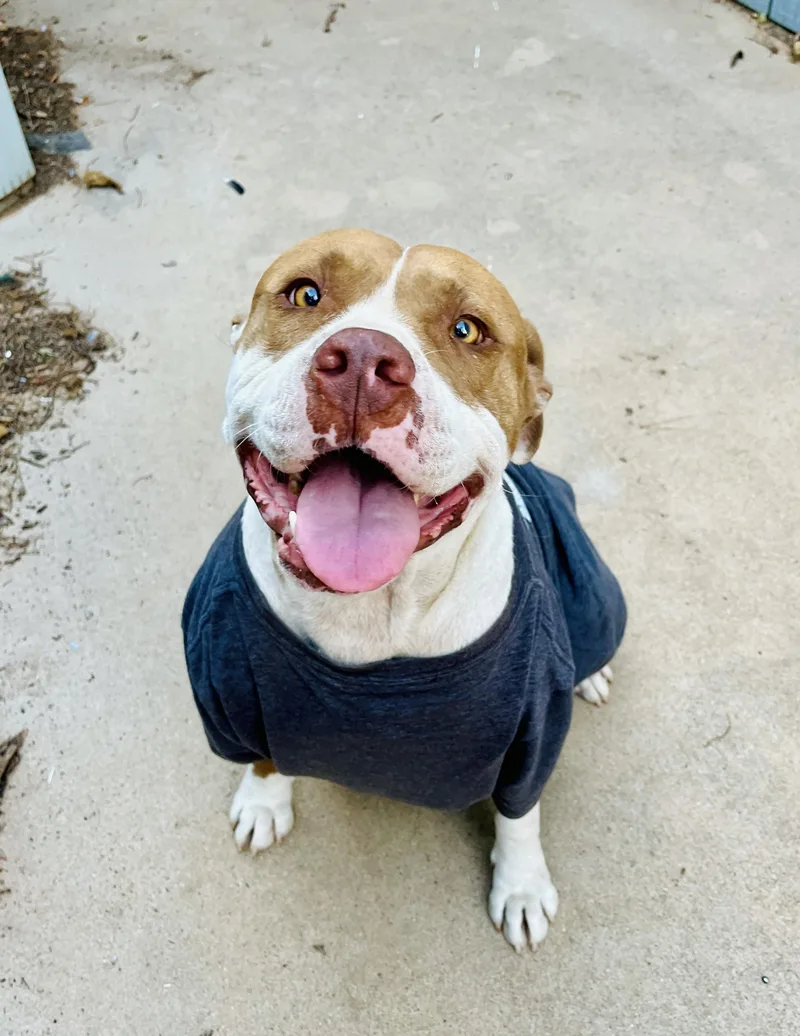 An adult large-sized male American Bulldog dog named Buddy for adoption in Dallas , TX
