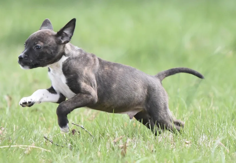 A baby small-sized male Chihuahua dog named Connor for adoption in Mechanicsburg, PA
