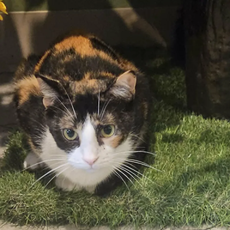 A young medium-sized female Calico Domestic Short Hair cat named Camilla for adoption in Rochester, NY