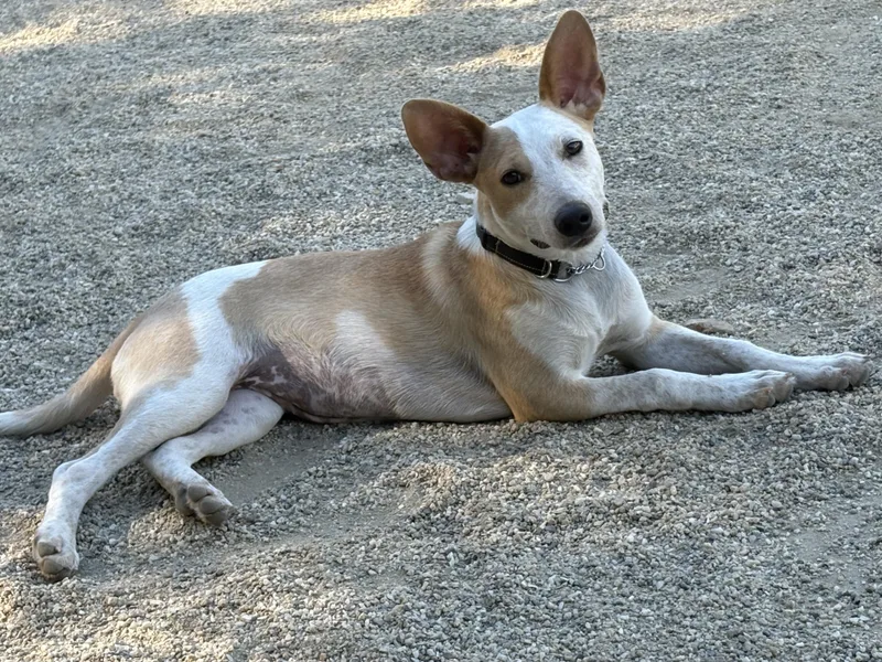 A baby medium-sized female Cattle Dog dog named Milly for adoption in Rough And Ready, CA