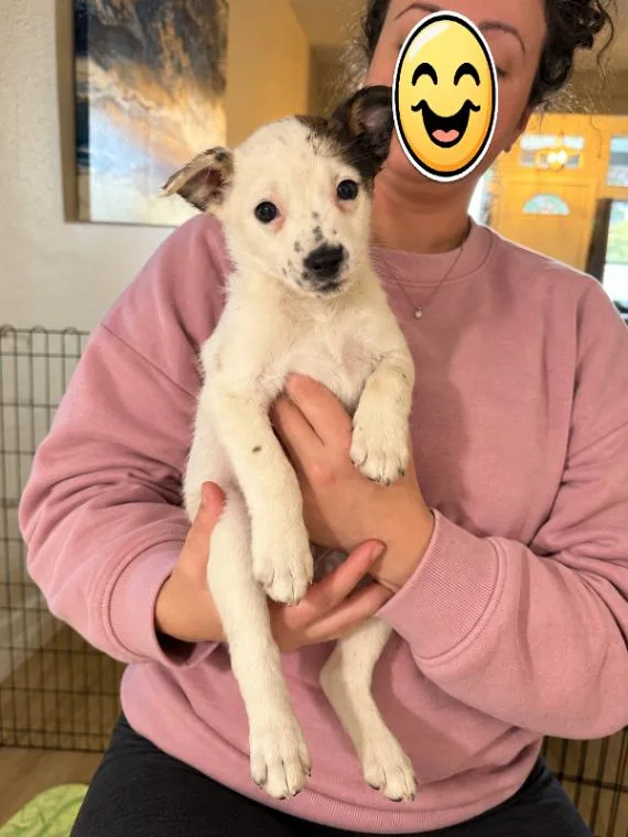 A young small-sized female Chihuahua dog named Seneca for adoption in North Bend, WA