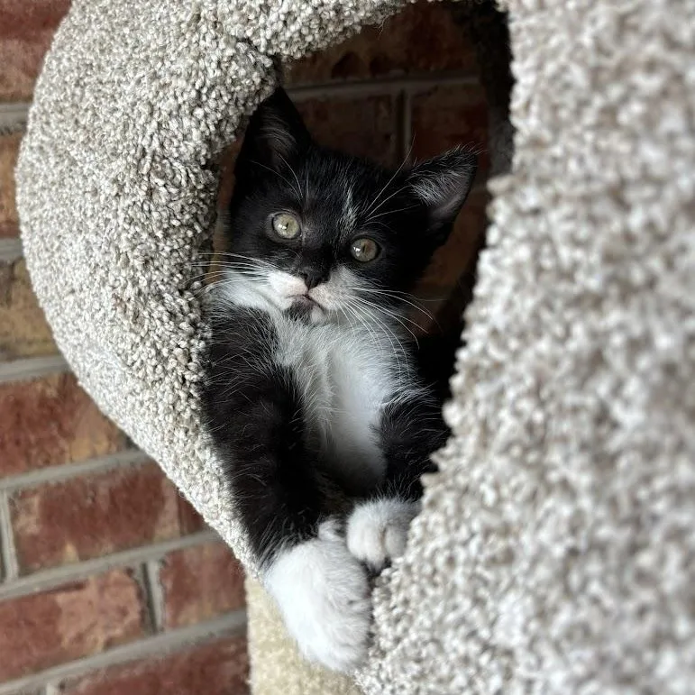 A baby medium-sized male Black & White / Tuxedo Domestic Long Hair cat named Jack for adoption in Johnson City, TN