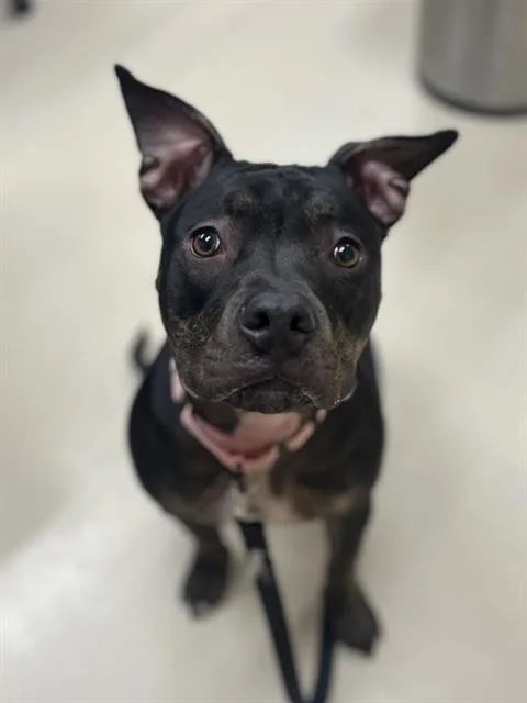 A young medium-sized female Pit Bull Terrier dog named Greta for adoption in Aliquippa, PA