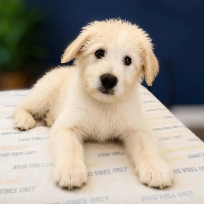 A baby extra large-sized male White / Cream Great Pyrenees dog named Ash for adoption in Griswold, CT