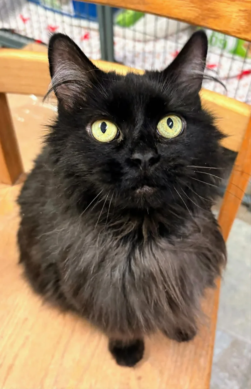 An adult medium-sized female Black Domestic Long Hair cat named Scarlet for adoption in St. George, UT
