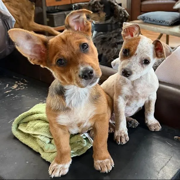 A baby small-sized male Brown / Chocolate Jack Russell Terrier dog named Curly for adoption in Kansas City, MO