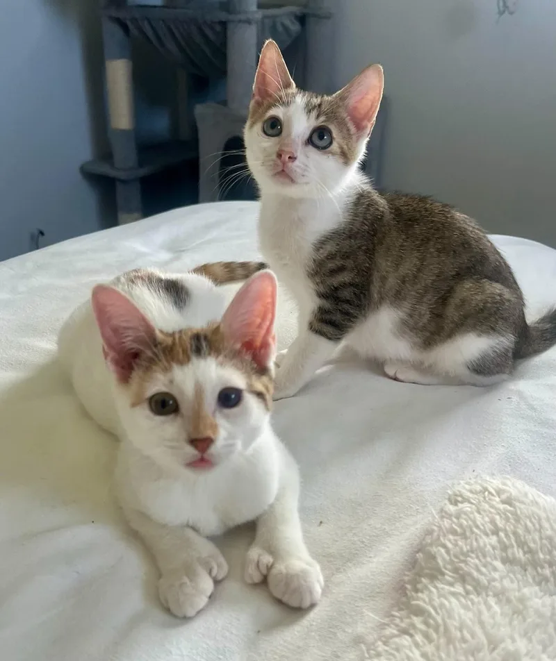 A baby small-sized male Calico Domestic Short Hair cat named Poly the polydactyl & for adoption in Boca Raton, FL